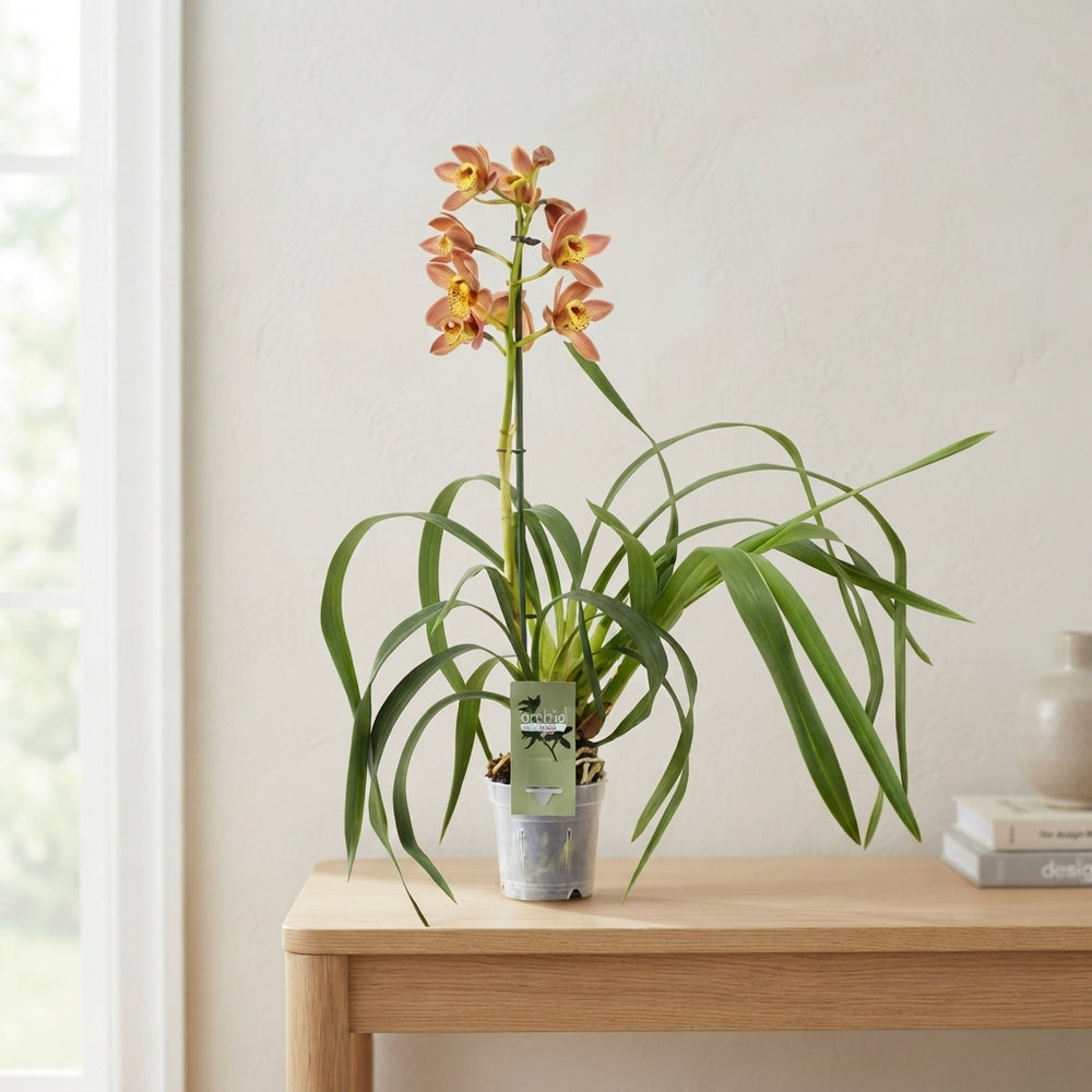 Cymbidium Orchid ‘Wilhelmina’ – 12cm Pot