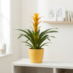 Mixed Bromeliad Houseplant – 10cm Pot