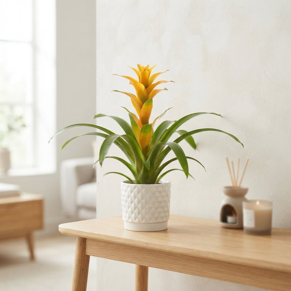 Mixed Guzmania Bromeliad – 10cm Pot, 35cm Tall