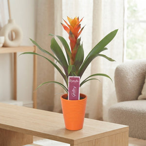 Orange Guzmania Bromeliad – 11cm Pot