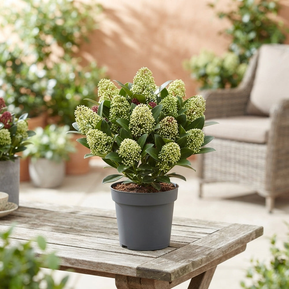 Skimmia japonica 'Double Diamond' – 15cm Pot