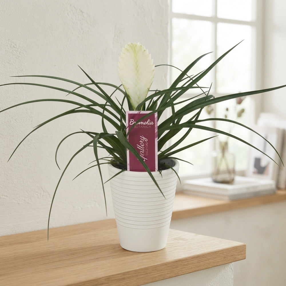 White Tillandsia cyanea 'Biancini' – 11cm Pot