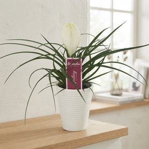 White Tillandsia cyanea 'Biancini' – 11cm Pot