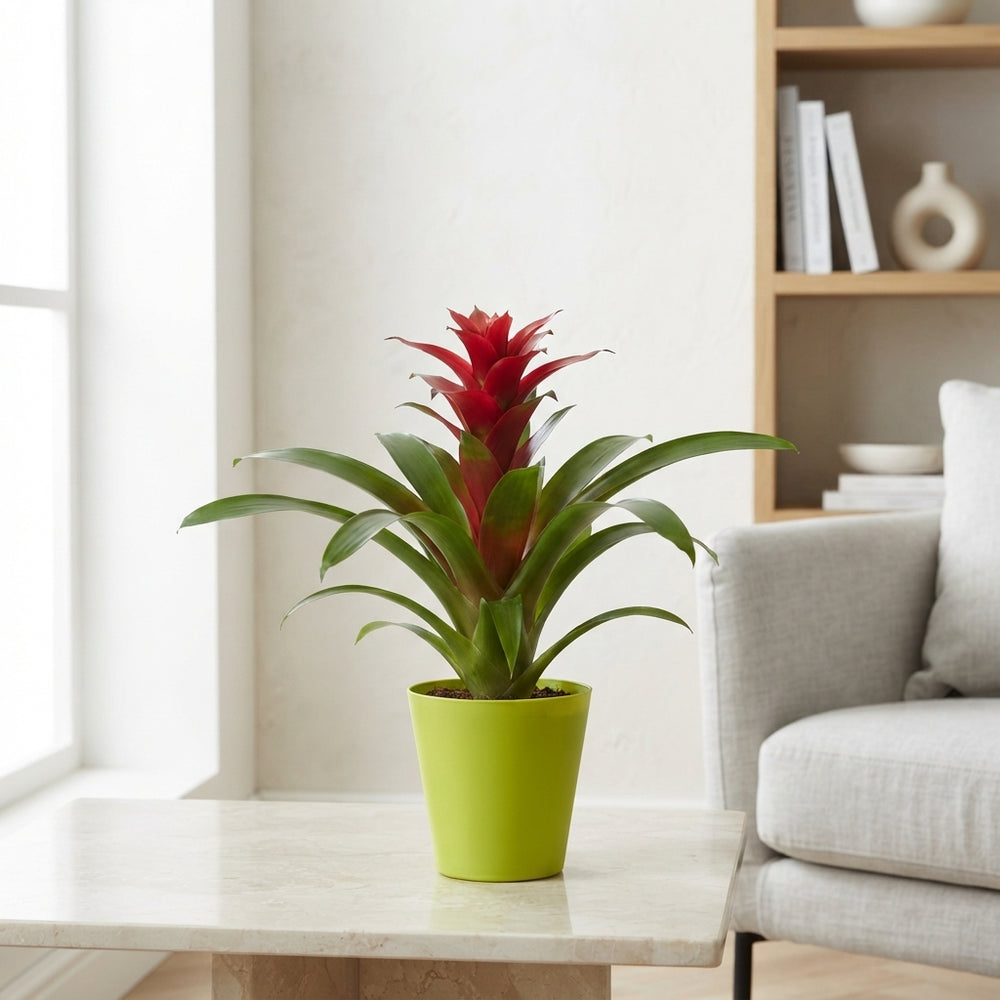Mixed Guzmania Bromeliad – 10cm Pot, 35cm High