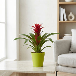 Mixed Guzmania Bromeliad – 10cm Pot, 35cm High