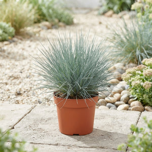 Blue Fescue Grass (Festuca glauca ‘Eisvogel’) – 10.5cm Pot
