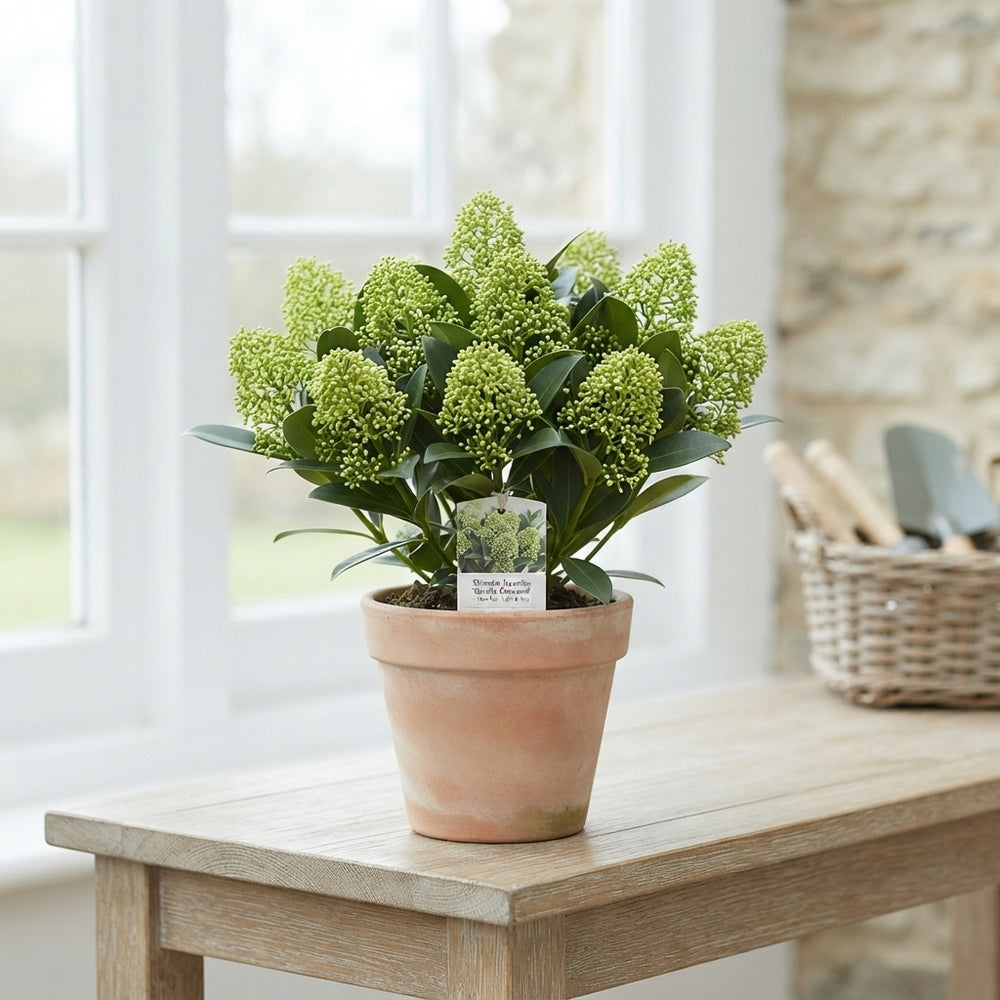 Skimmia japonica ‘Double Diamond’ – 13cm Pot