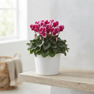 Cyclamen Super Serie Allure ‘Fuji Po’ – 12cm Pot