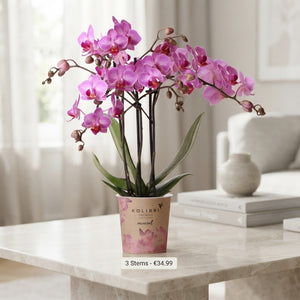 Pink Phalaenopsis Orchid – 9cm Pot, 40cm Tall