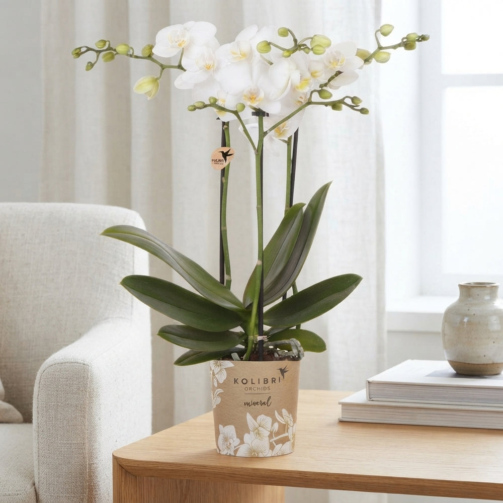 White Phalaenopsis Orchid – 3 Stem, 9cm Pot