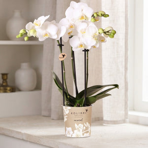 White Phalaenopsis Orchid ‘Alaska’ – 3 Stem, 9cm Pot