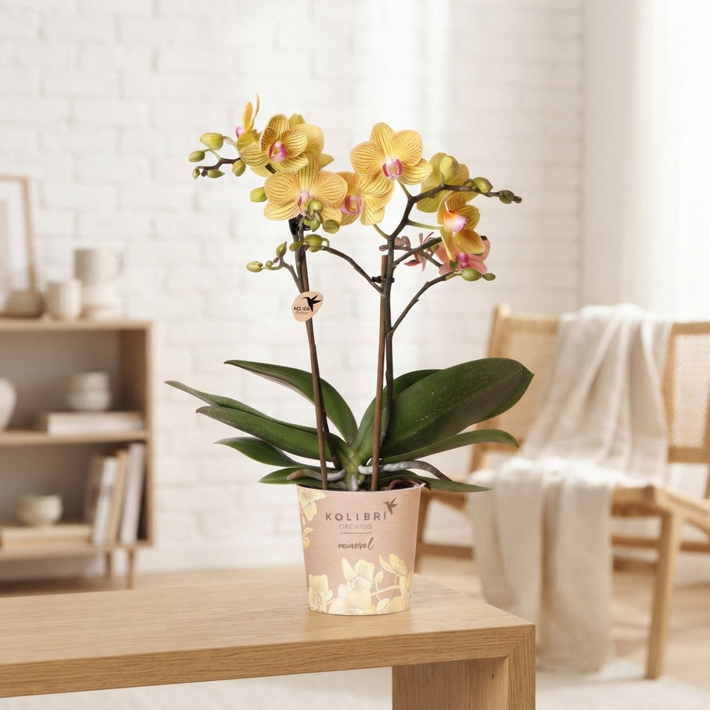 Mixed Yellow and Orange Phalaenopsis Orchid – 9cm Pot