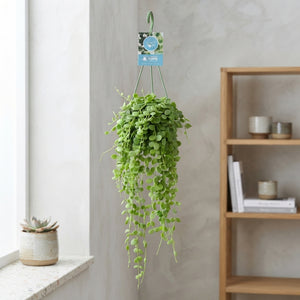 String of Coins Plant (Dischidia nummularia) – 14cm Pot