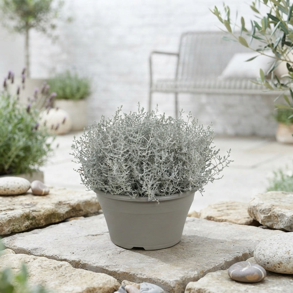 Cushion Bush (Leucophyta brownii) – 23cm Pot