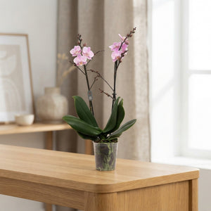 Light Pink Phalaenopsis Orchid – 12cm Pot