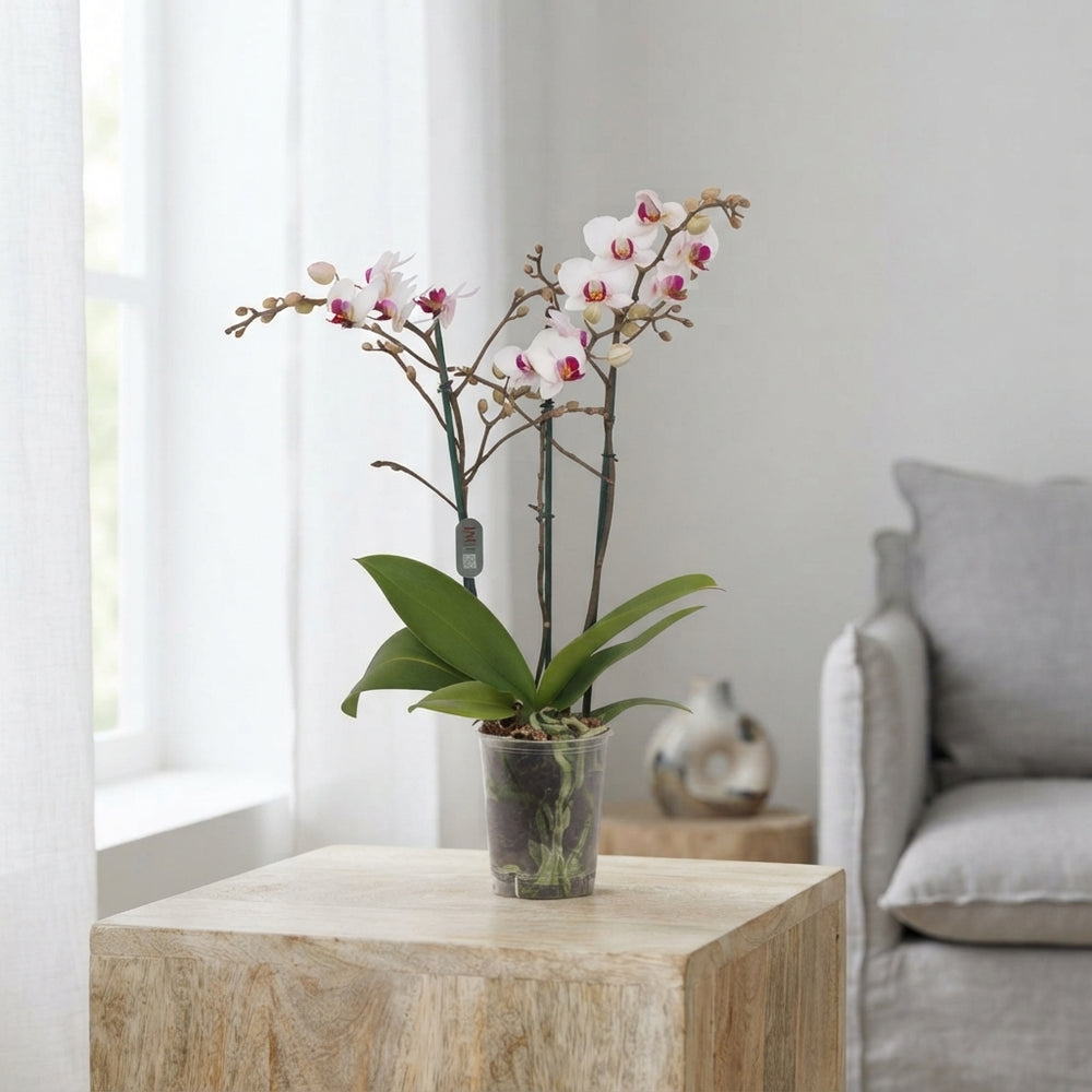 White Phalaenopsis Orchid ‘Red Lips’ – 12cm Pot