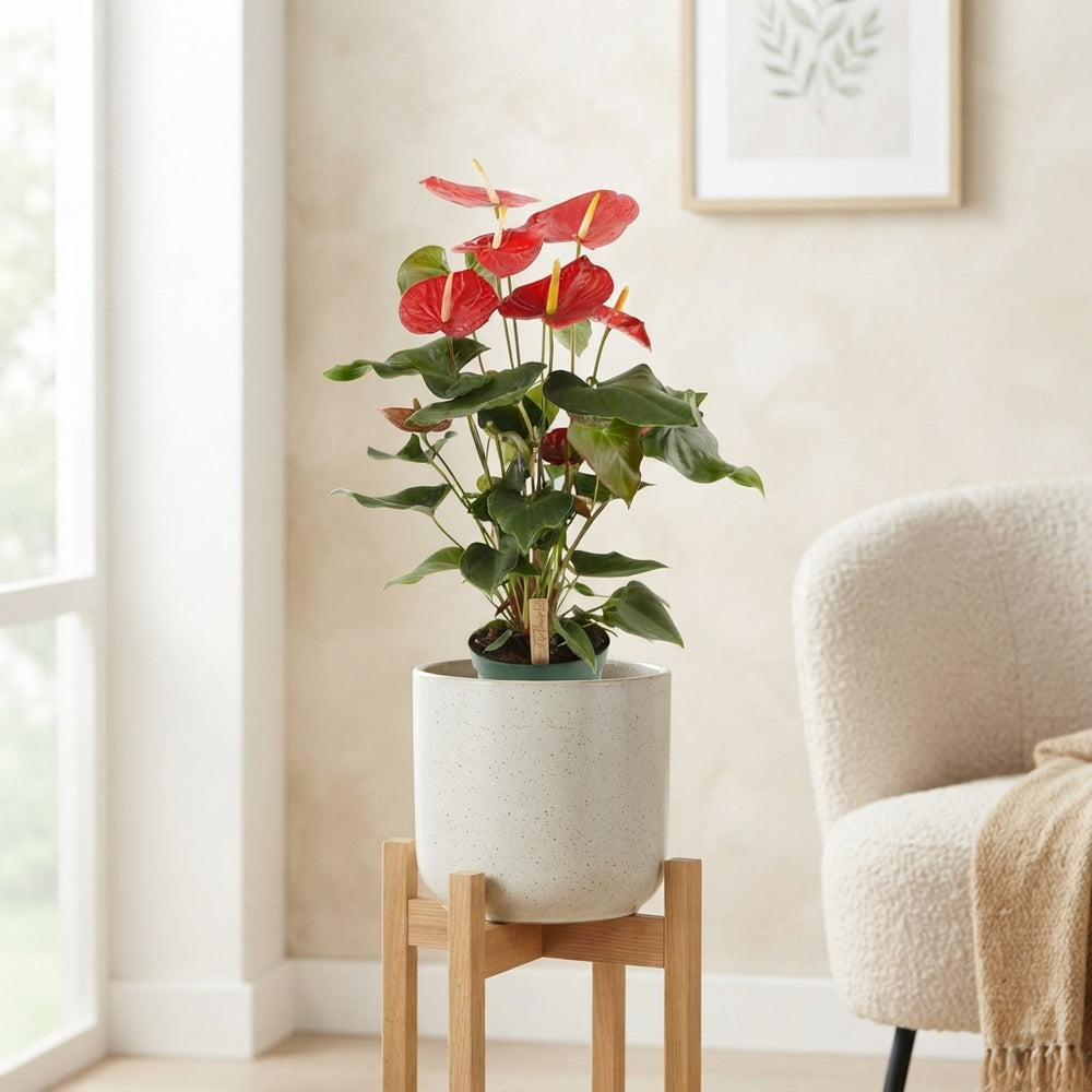 Red Anthurium 'Idaho' – 17cm Pot