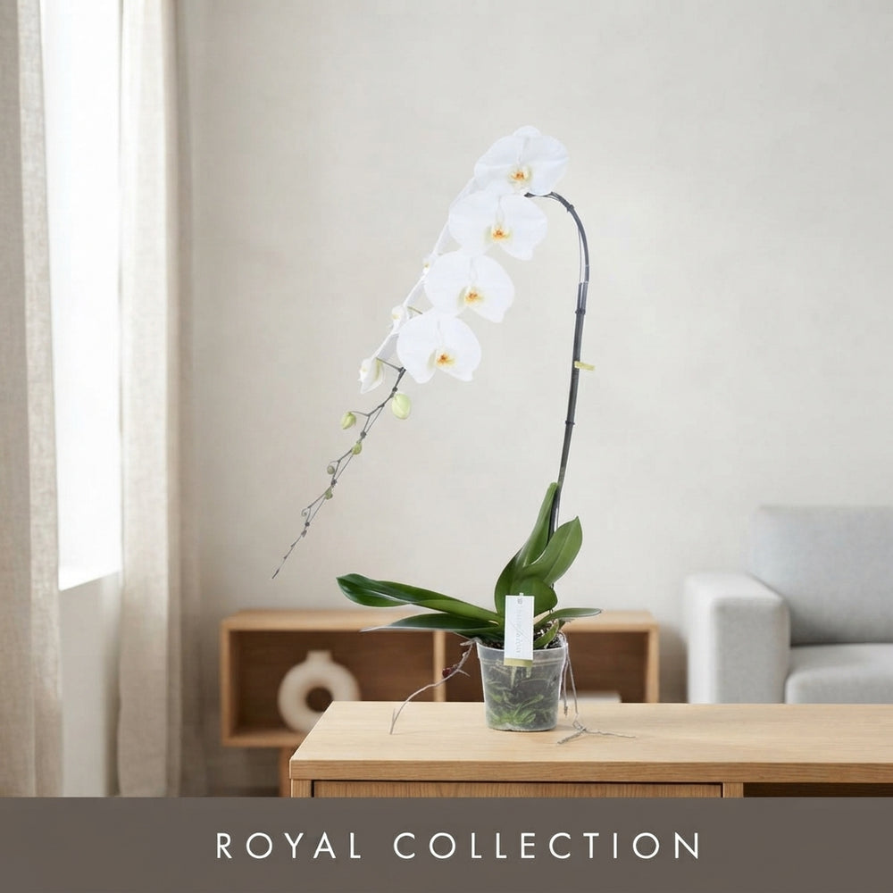 White Phalaenopsis Orchid ‘Yosemite Falls’ – 15cm Pot