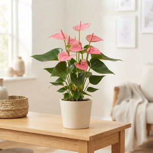 Pink Anthurium ‘Colorado’ – 14cm Pot