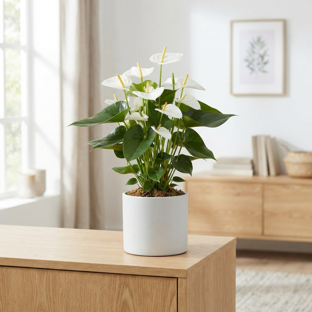 White Anthurium ‘Samora’ – 14cm Pot, 50cm High