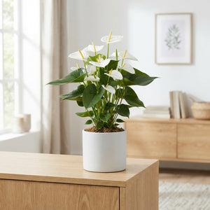 White Anthurium ‘Samora’ – 14cm Pot, 50cm High