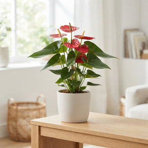 Red Anthurium 'Vulcano' – 12cm Pot