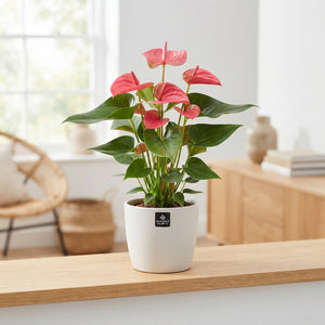 Mixed Anthurium Houseplant – 12cm Pot