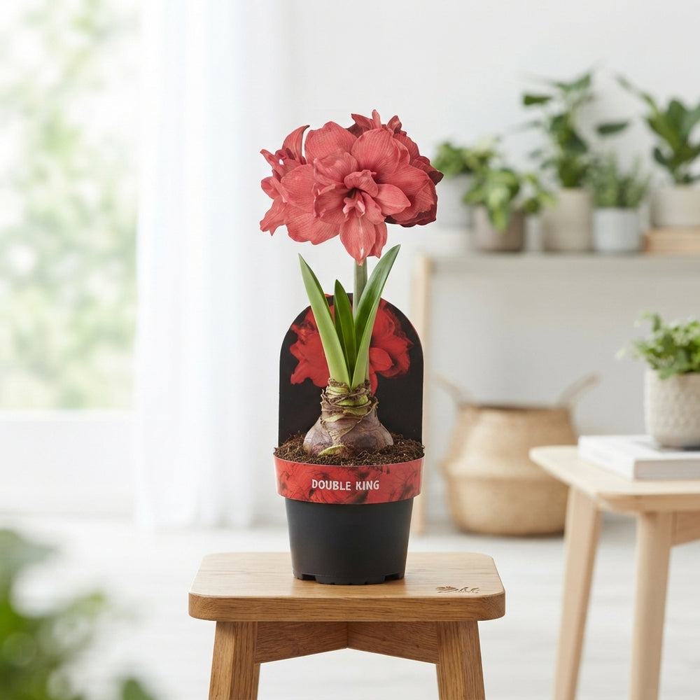 Pink Double Amaryllis (Hippeastrum) – 12cm Pot