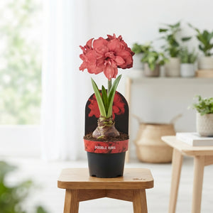 Pink Double Amaryllis (Hippeastrum) – 12cm Pot