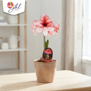 Amaryllis ‘Charisma’ (Hippeastrum) – 12cm Pot