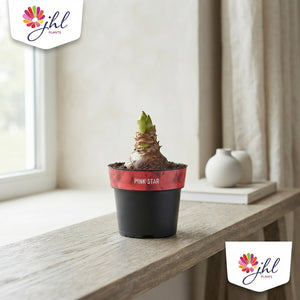 Pink Star Amaryllis (Hippeastrum) – 12cm Pot