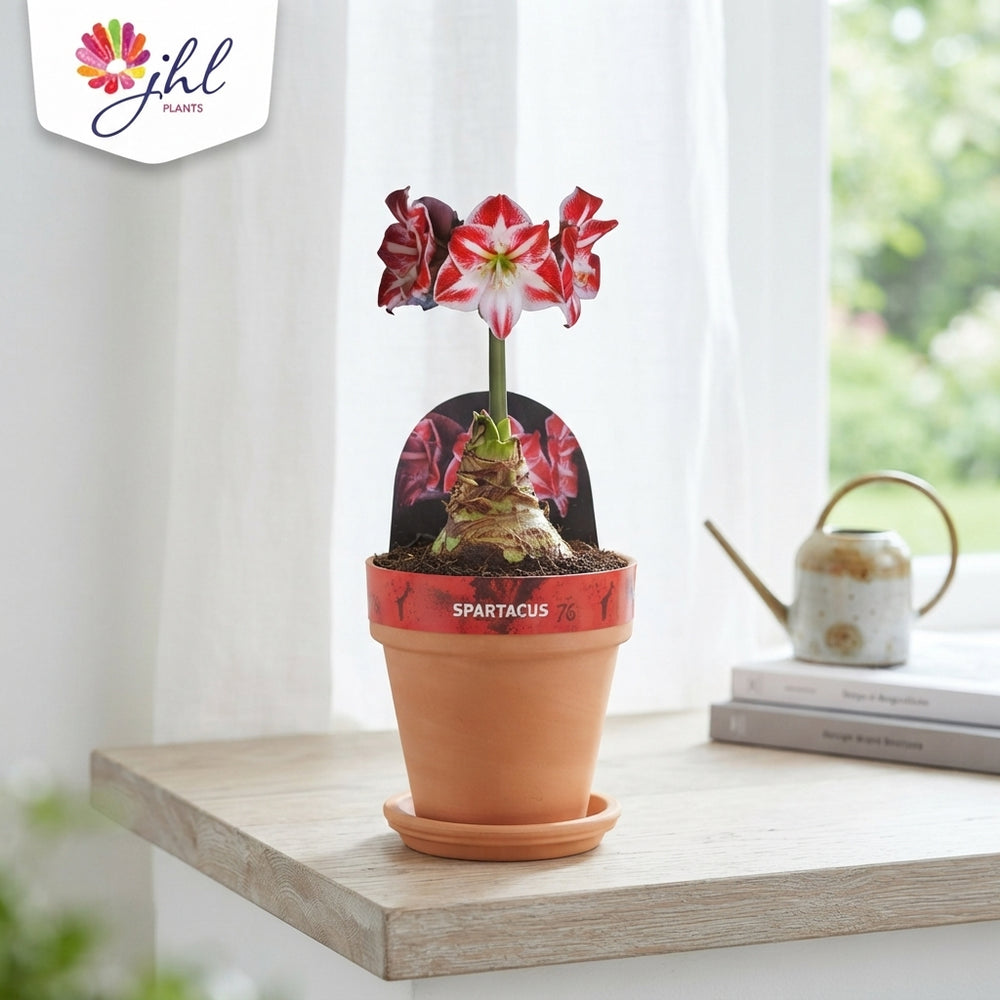 Amaryllis ‘Spartacus’ (Hippeastrum) – 12cm Pot