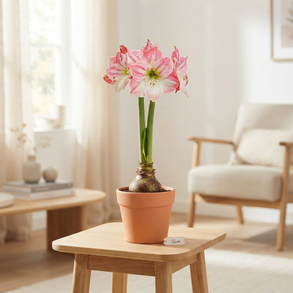Amaryllis ‘Sweet Star’ (Hippeastrum) – 12cm Pot