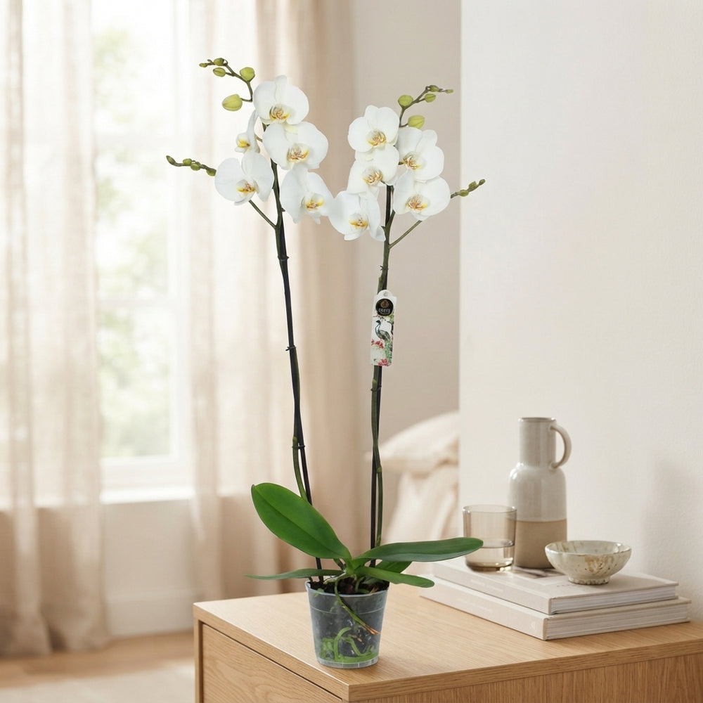 White Phalaenopsis Orchid – 12cm Pot, 70cm Tall