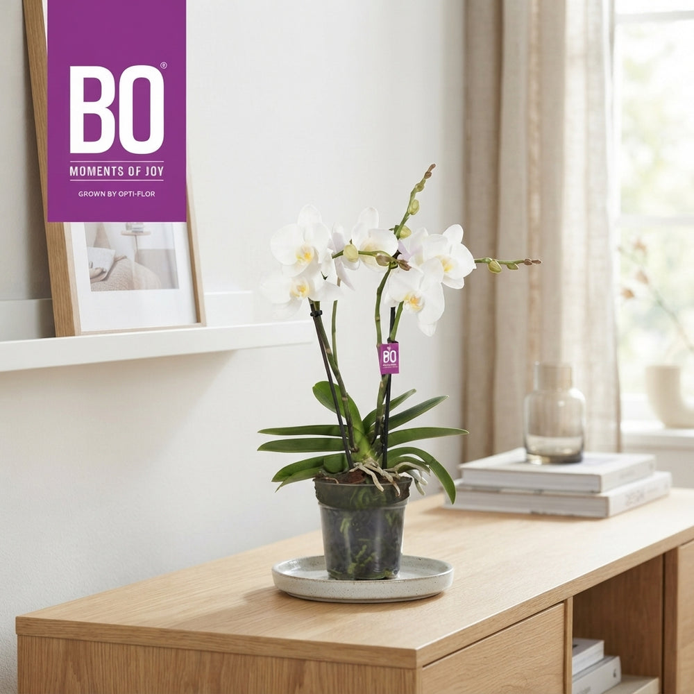 White Phalaenopsis Orchid – 2-3 Stem, 12cm Pot