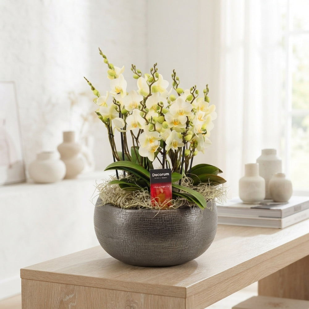 Phalaenopsis Orchid ‘Lausanne’ – 27cm Ceramic Pot