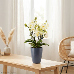 Phalaenopsis Dazzling Lausanne Orchid – 12cm Pot