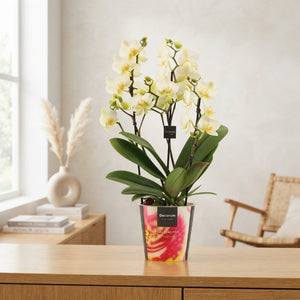 Phalaenopsis Orchid 'Dazzling Lausanne' – 12cm Pot