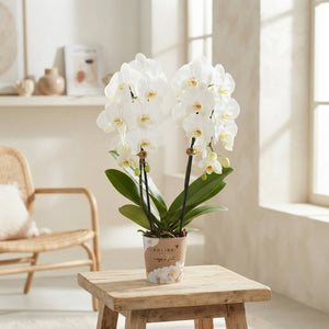White Phalaenopsis Orchid – 2 Stem, 12cm Pot