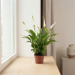 White Peace Lily (Spathiphyllum) – 6.5cm Pot