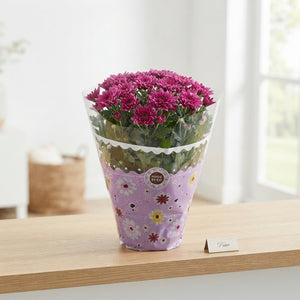 Mixed Chrysanthemum (Chrysanthemum indicum) – 23cm Pot