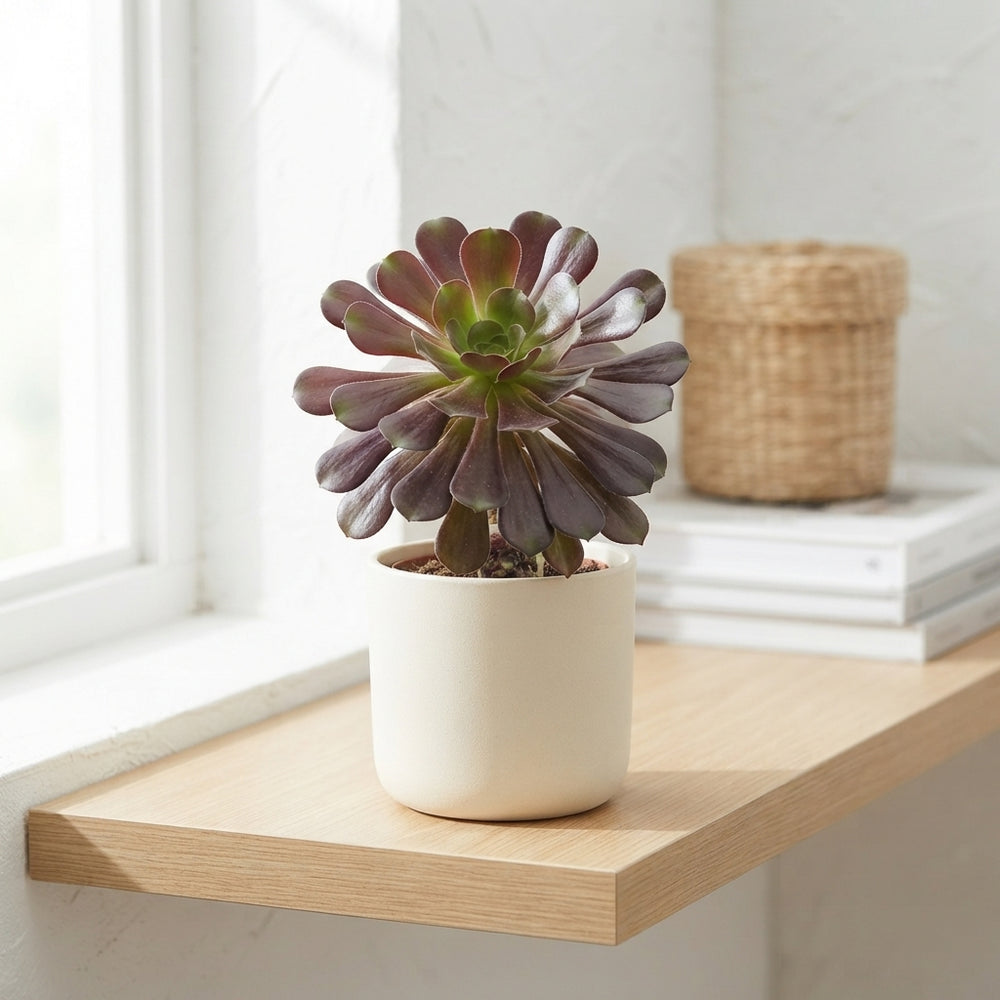 Aeonium arboreum Succulent – 14cm Pot, 28cm High