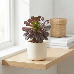 Aeonium arboreum Succulent – 14cm Pot, 28cm High