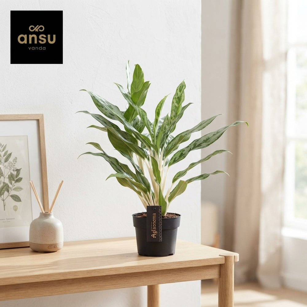 Aglaonema Greyhound – 12cm Pot