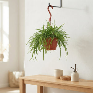 Bolivian Lepismium (Lepismium bolivianum) – 21cm Pot