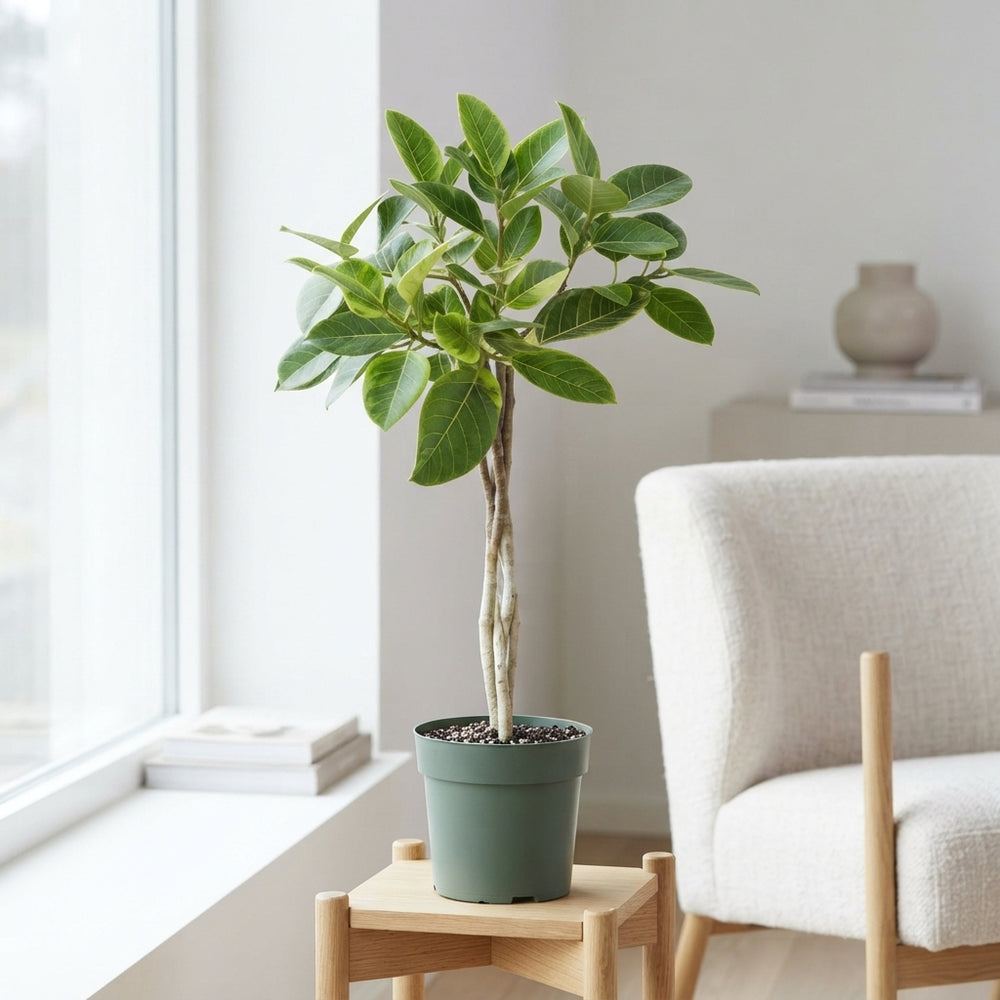 Ficus altissima – 27cm Pot, Approx. 110cm High
