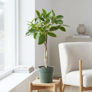 Ficus altissima – 27cm Pot, Approx. 110cm High