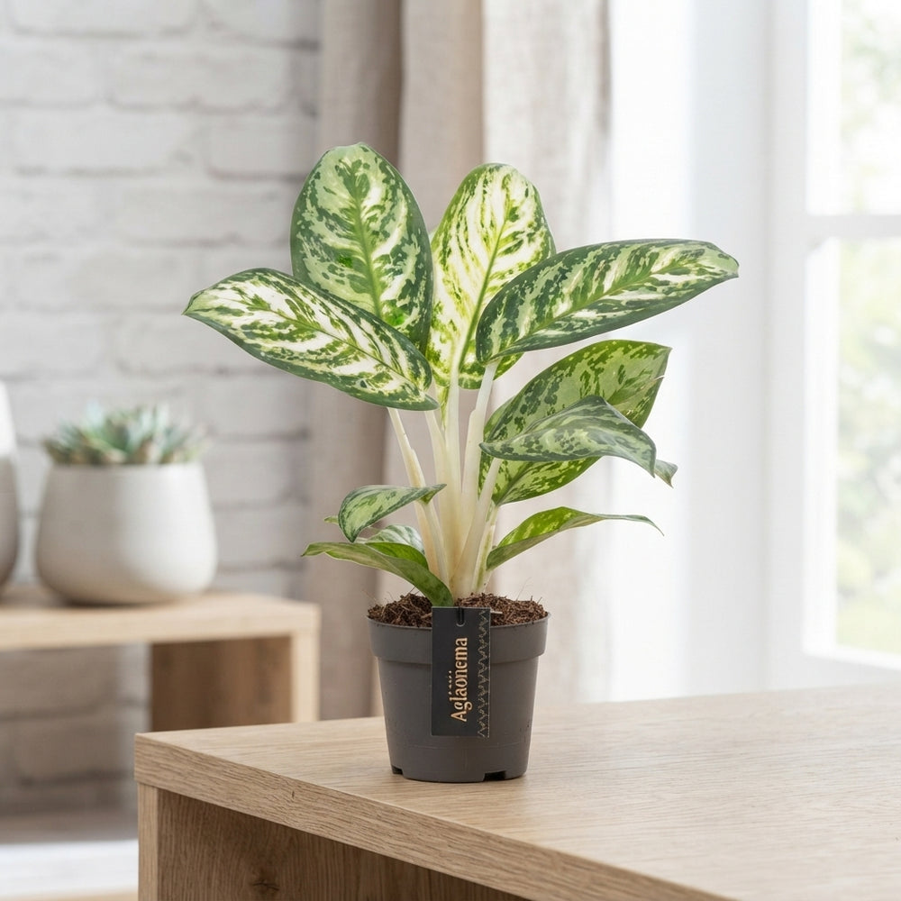 Aglaonema 'Minty Ice' – 12cm Pot, 35cm High