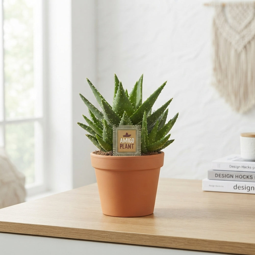 Aloe perfoliata – 15cm Pot, Approx. 27cm High