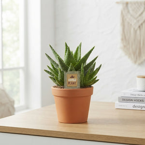 Aloe perfoliata – 15cm Pot, Approx. 27cm High